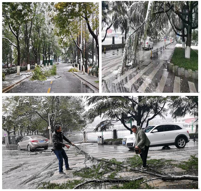 后勤管理处干部职工齐上阵 扫雪除冰暖人心